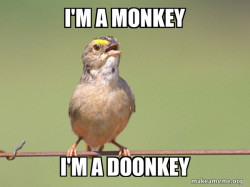 Common Opinion Sparrow