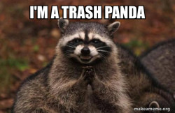 Evil Plotting Raccoon