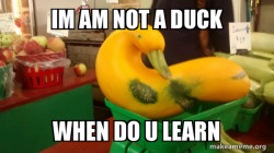 Gourd Advice Mallard