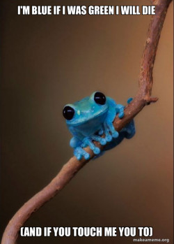 Small Fact Frog