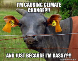 Hairless Cow