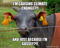 Hairless Cow