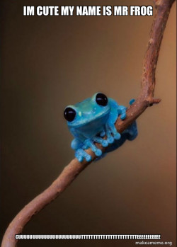 Small cute frog