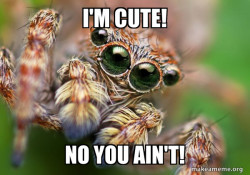 Hipster Spider