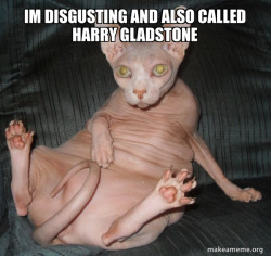 Hairless Cat