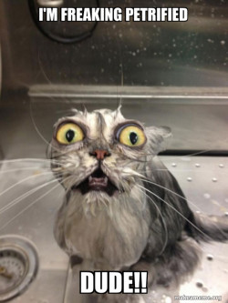 Cat bath