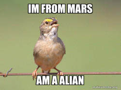 Common Opinion Sparrow