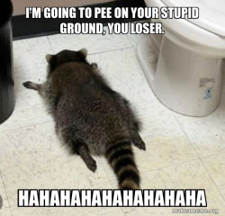 Drunk Raccoon