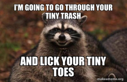 Evil Plotting Raccoon