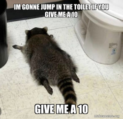 Drunk Raccoon