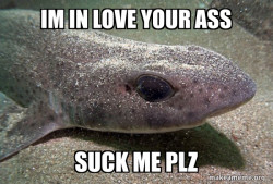 Dirty Joke Dogfish