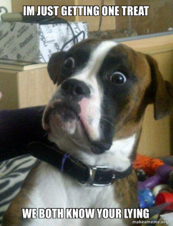 Skeptical Dog