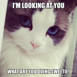 Ridiculously Photogenic Cat