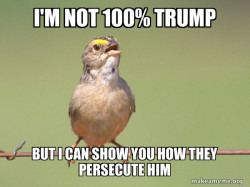 Common Opinion Sparrow