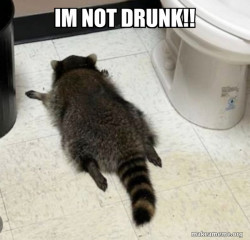 Drunk Raccoon