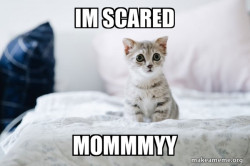 scared kitty