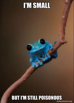 Small Fact Frog