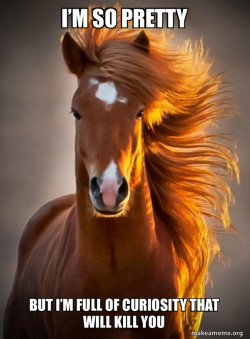 Ridiculously photogenic horse