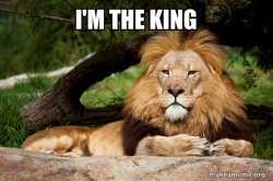 Contemplative Lion
