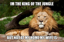 Contemplative Lion