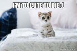 Cute Kitten