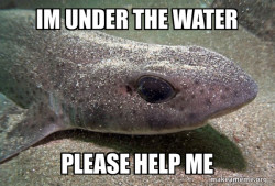Dirty Joke Dogfish
