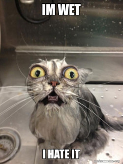 Cat bath