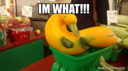 Gourd Advice Mallard
