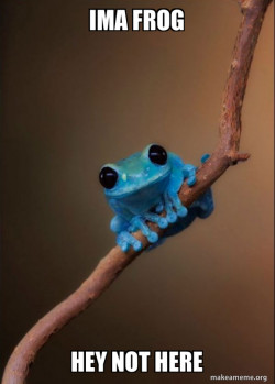 Small Fact Frog