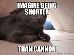 Schitzo Cat