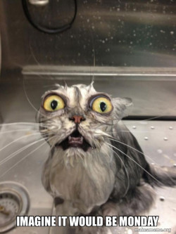 Cat bath