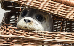 Impending Doom Seal