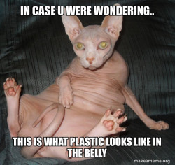 Hairless Cat