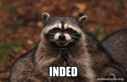 Evil Plotting Raccoon