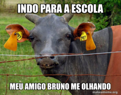 Hairless Cow