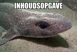 Dirty Joke Dogfish