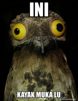 Weird Stuff I do Potoo