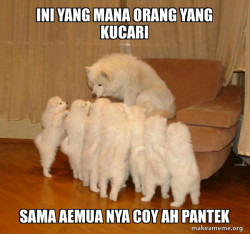 Storytelling Dog