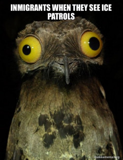 Weird Stuff I do Potoo