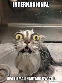 Cat bath