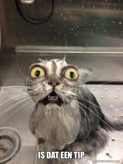 Cat bath