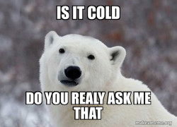 Popular Opinion Polar Bear