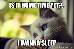 First World Cat Problems