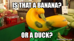 Gourd Advice Mallard