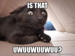 Schitzo Cat