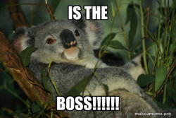 Laid Back Koala