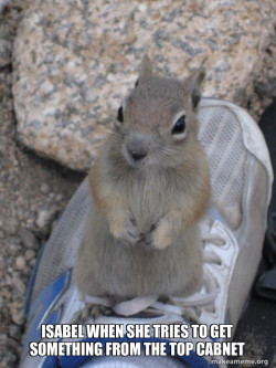 Standover Squirrel
