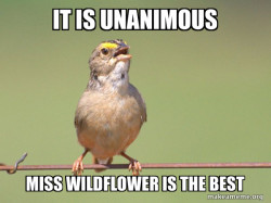 Common Opinion Sparrow