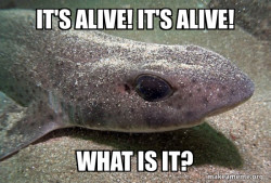 Dirty Joke Dogfish