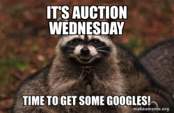 Evil Plotting Raccoon